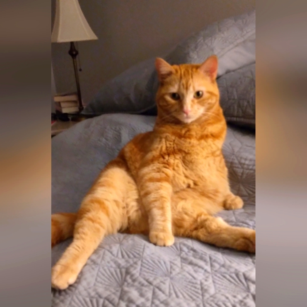 Meet your Posher, channahcat